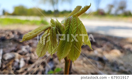 Chicory Chicory 67931917