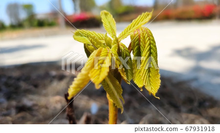 Chicory Chicory 67931918