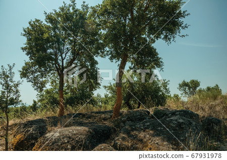 Countryside rocky terrain and a few peeled cork tree 67931978