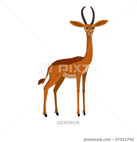Rare animals collection. Gerenuk, Litocranius Rare animals collection. Gerenuk, Litocranius 67932740
