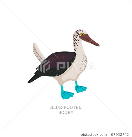 Rare animals collection. Blue-footed booby. 67932742