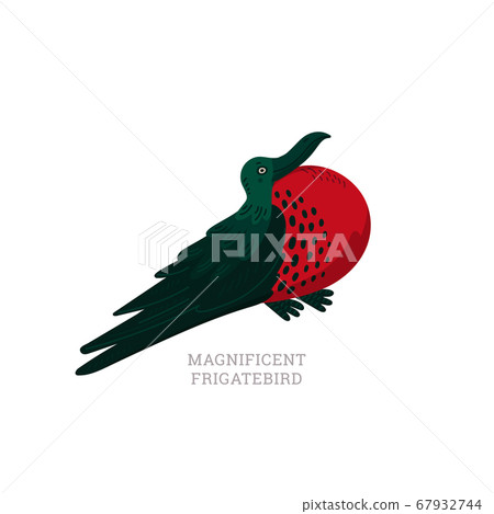 Rare animals collection. Magnificent frigatebird, Rare animals collection. Magnificent frigatebird, 67932744