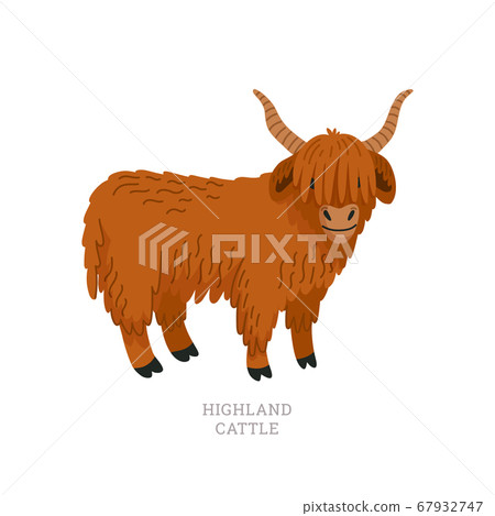 Rare animals collection. Highland cattle. Scottish 67932747