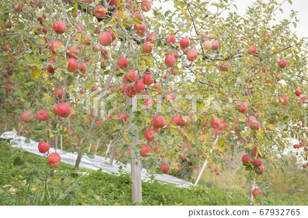 Apple farm 67932765