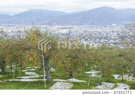 蘋果農場 67932771