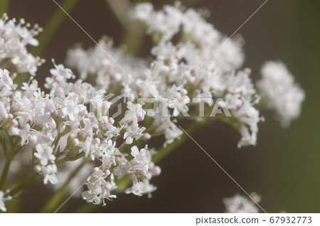 Valerian flower (Valeriana officinalis) 67932773