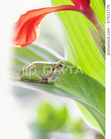 Tree frog in the rain under the shade of flowers Tree frog in the rain under the shade of flowers 67932776