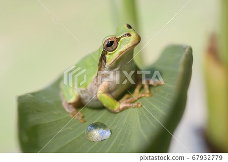 盯著一片葉子的樹蛙 67932779
