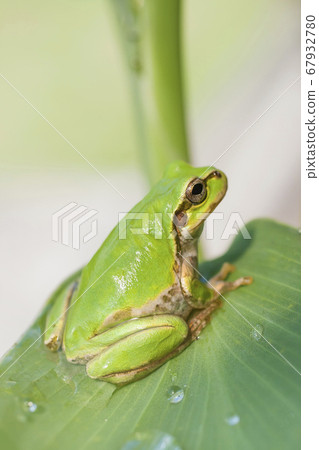 平靜的樹葉上的樹蛙 67932780