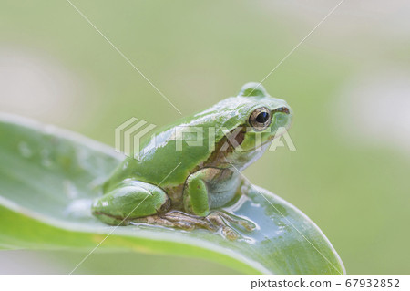 Tree frog staring into the distance on a leaf Tree frog staring into the distance on a leaf 67932852