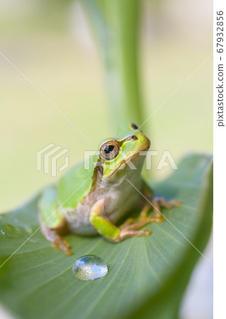 查尋在葉子的雨蛙 67932856