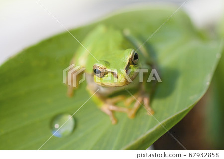 從下面看葉子上的可愛樹蛙 從下面看葉子上的可愛樹蛙 67932858