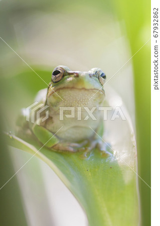 Tree frog staring at you on the leaf 67932862