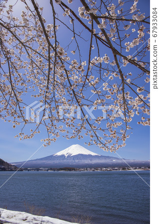 [Yamanashi Prefecture] Mt. Fuji seen from the north coast of Lake Kawaguchi in full bloom 67933084