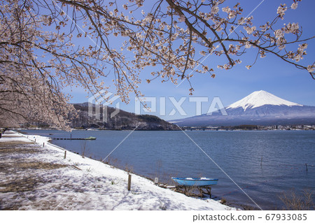 [Yamanashi Prefecture] Mt. Fuji seen from the north coast of Lake Kawaguchi in full bloom 67933085