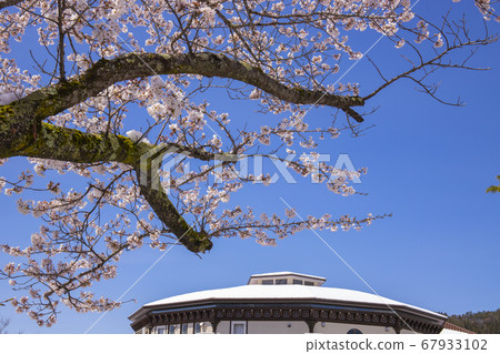 [Yamanashi] Kawaguchiko Circular Hall covered with cherry blossoms in full bloom and snow 67933102
