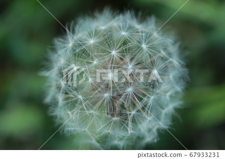 蒲公英的絨毛 67933231