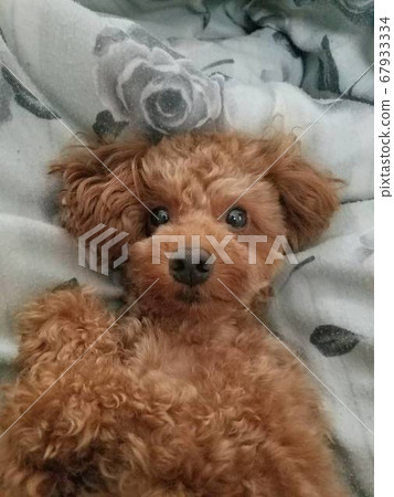 狗睡在蒲團上 狗睡在蒲團上 67933334