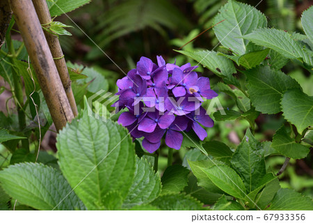 七彩繡球花開著山間小道 照片素材 圖片 圖庫