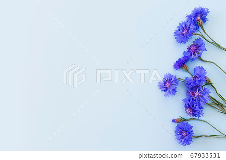 Flower frame / border of blue cornflowers on a pastel blue background. Top view, copy space. Empty space for a text or beauty product. Lifestyle. Flower frame / border of blue cornflowers on a pastel blue background. Top view, copy space. Empty space for a text or beauty product. Lifestyle. 67933531