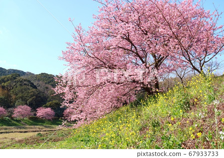 Kawazu Sakura Aonogawa Minamiizu Shimogamo Onsen 67933733