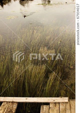 algae grows in the water of the river. Grass in flowing water. algae grows in the water of the river. Grass in flowing water. 67934017