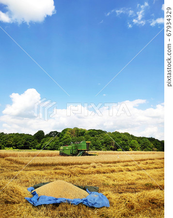 A modern combine harvester working on a wheat A modern combine harvester working on a wheat 67934329