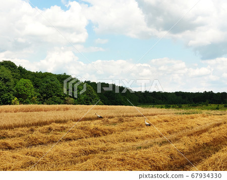 Beautiful summer landscape. Harvesting outdoors 67934330