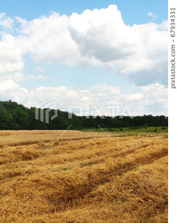 Beautiful summer landscape. Harvesting outdoors 67934331