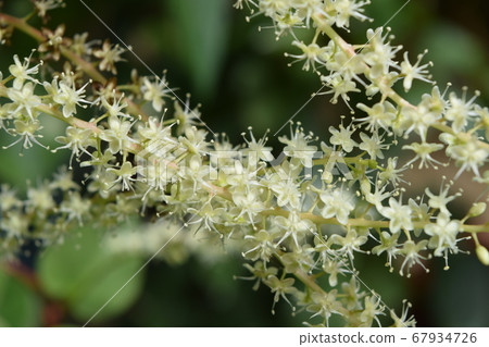 紅藤 紅藤 67934726