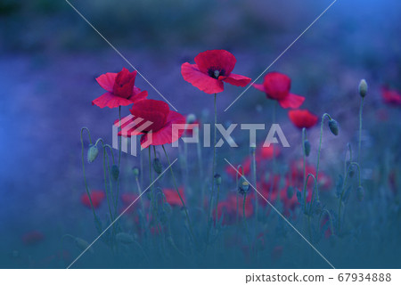 Beautiful Blue Nature Background.Macro Photo of Amazing Magic Red Poppy Flowers.Border Art Design.Magic light.Extreme close up Photography.Conceptual Abstract Image.Fantasy Floral Art.Creative Poppies Beautiful Blue Nature Background.Macro Photo of Amazing Magic Red Poppy Flowers.Border Art Design.Magic light.Extreme close up Photography.Conceptual Abstract Image.Fantasy Floral Art.Creative Poppies 67934888