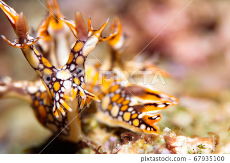 Heydoshi Umi 67935100