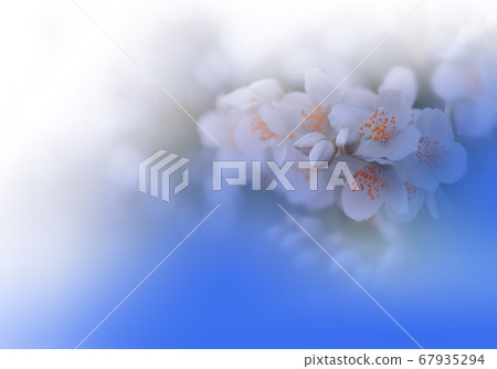 Beautiful Nature Background.Floral Art Design.Abstract Macro Photography.Jasmine Flower.Pastel Flowers.Blue Background.Creative Artistic Wallpaper.Wedding Invitation.Celebration,love.Close up View. Beautiful Nature Background.Floral Art Design.Abstract Macro Photography.Jasmine Flower.Pastel Flowers.Blue Background.Creative Artistic Wallpaper.Wedding Invitation.Celebration,love.Close up View. 67935294