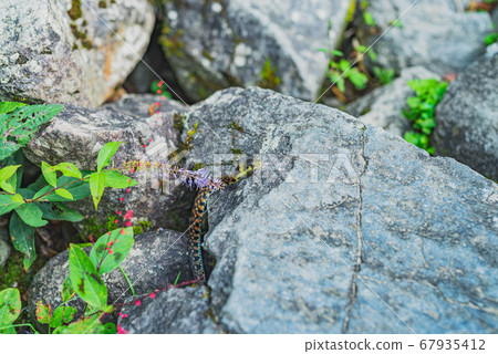 A snake 67935412