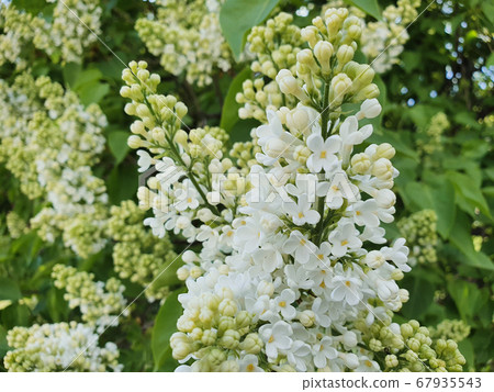 Photo focus is on blooming branch of white lilac bush. Soft focus background, lifestyle. Landscaping in the city concept. 67935543