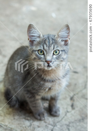 homeless little fluffy gray kitten with blue eyes homeless little fluffy gray kitten with blue eyes 67935690