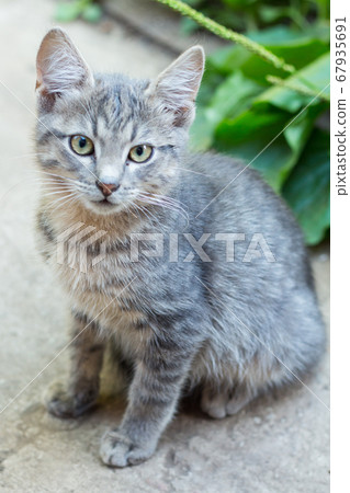 homeless little fluffy gray kitten with blue eyes 67935691