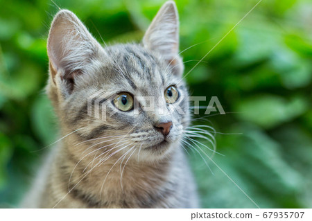 homeless little fluffy gray kitten with blue eyes homeless little fluffy gray kitten with blue eyes 67935707