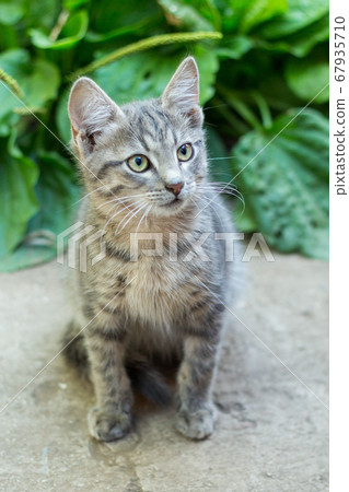 homeless little fluffy gray kitten with blue eyes 67935710