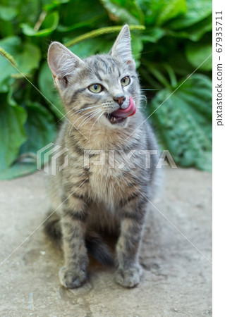 homeless little fluffy gray kitten with blue eyes homeless little fluffy gray kitten with blue eyes 67935711