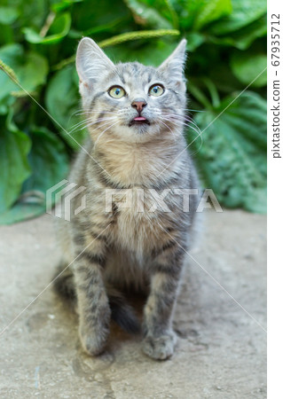 homeless little fluffy gray kitten with blue eyes homeless little fluffy gray kitten with blue eyes 67935712