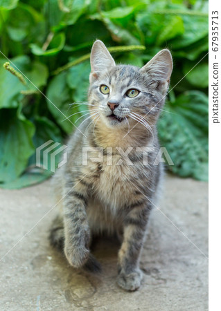 homeless little fluffy gray kitten with blue eyes 67935713