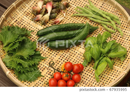 Summer vegetables harvest vegetables Summer vegetables harvest vegetables 67935995