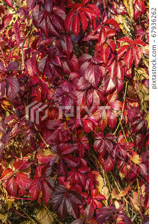 Autumn background of a fence with a bright, creeping branches with leaves of wild grapes Autumn background of a fence with a bright, creeping branches with leaves of wild grapes 67936262
