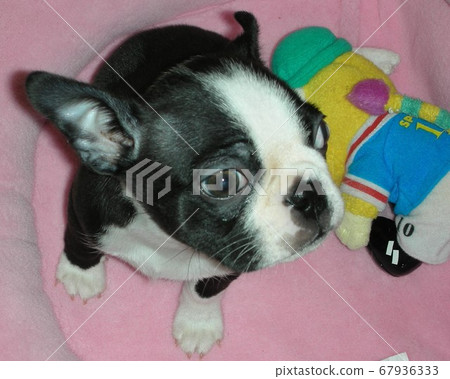 Boston Terrier Puppy Pecha 67936333