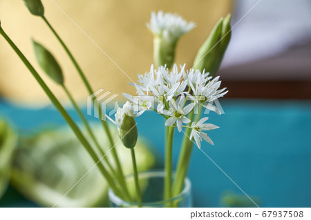 Close-up fragile white ramson flowers in wineglass Close-up fragile white ramson flowers in wineglass 67937508