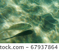 Greece Underwater Life 67937864