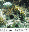 Greece Underwater Life 67937875