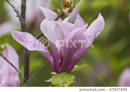 Close-up of magnolia flower in the park after the Close-up of magnolia flower in the park after the 67937899