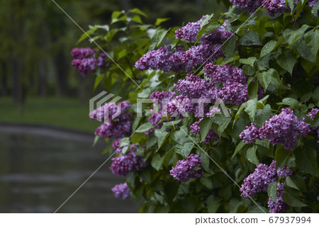Close-up of blooming lilacs in the rain against 67937994